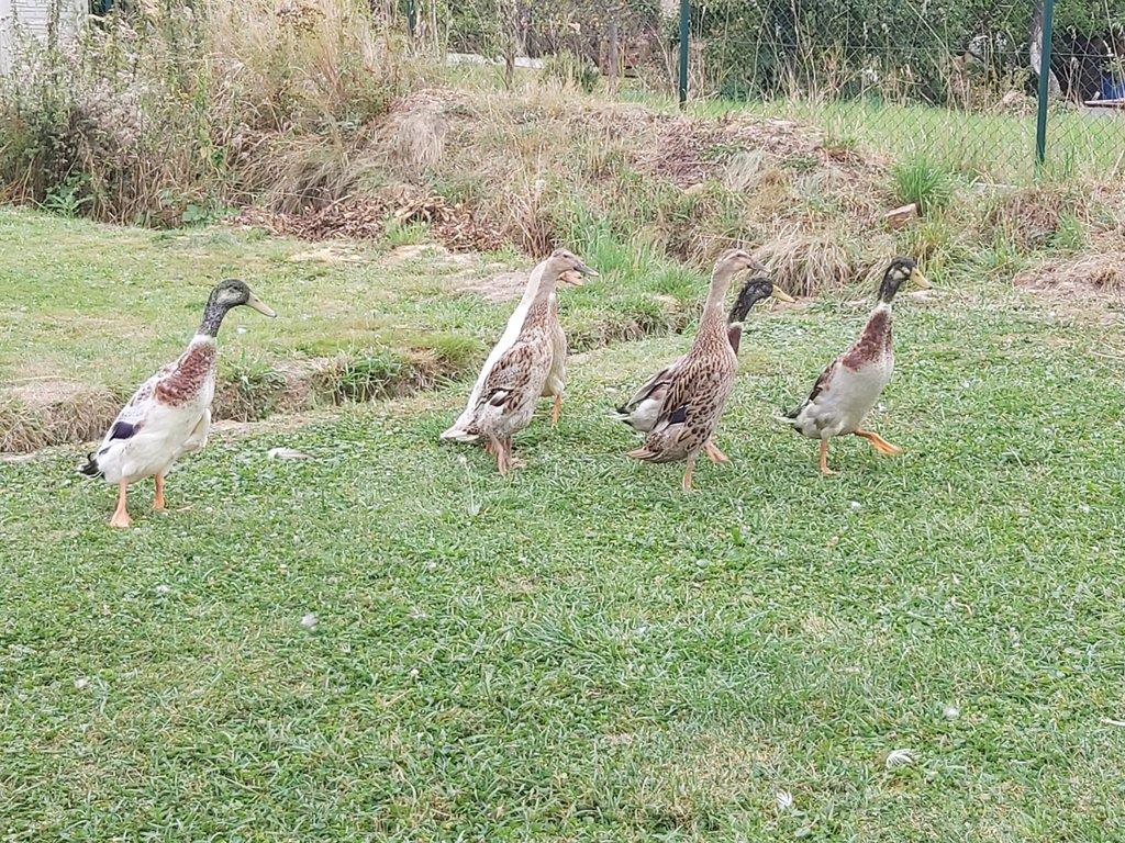 Indický běžec – nejlepší bojovník proti slimákům