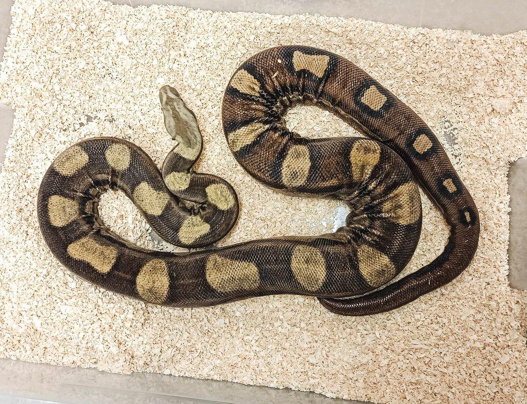 Adult Boa constrictor