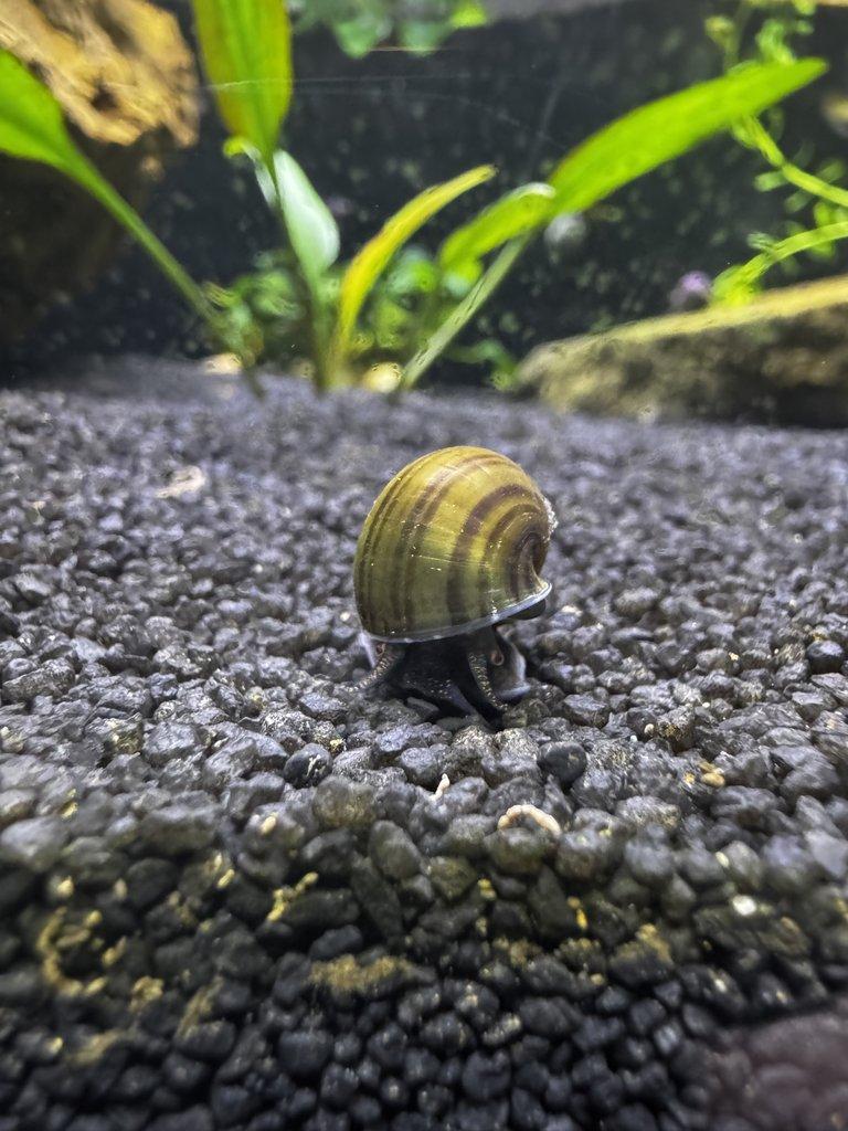 Ampulárie (měchýřovka)