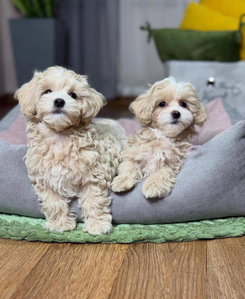 Štěňata pudla maltipoo k adopci.
