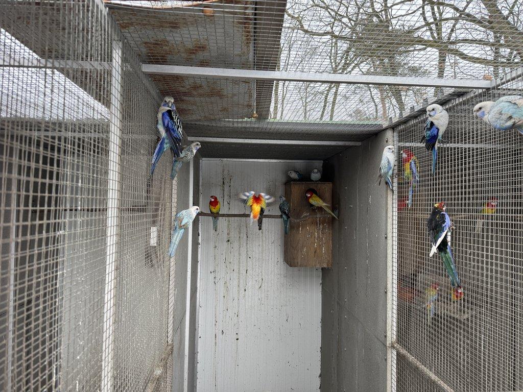 Rosela pestrá - Černá