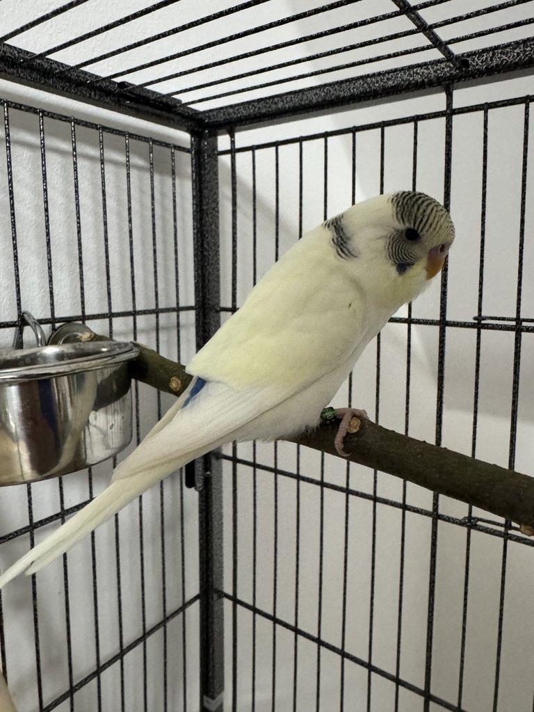 Prodám pár andulek + klec a vybavení