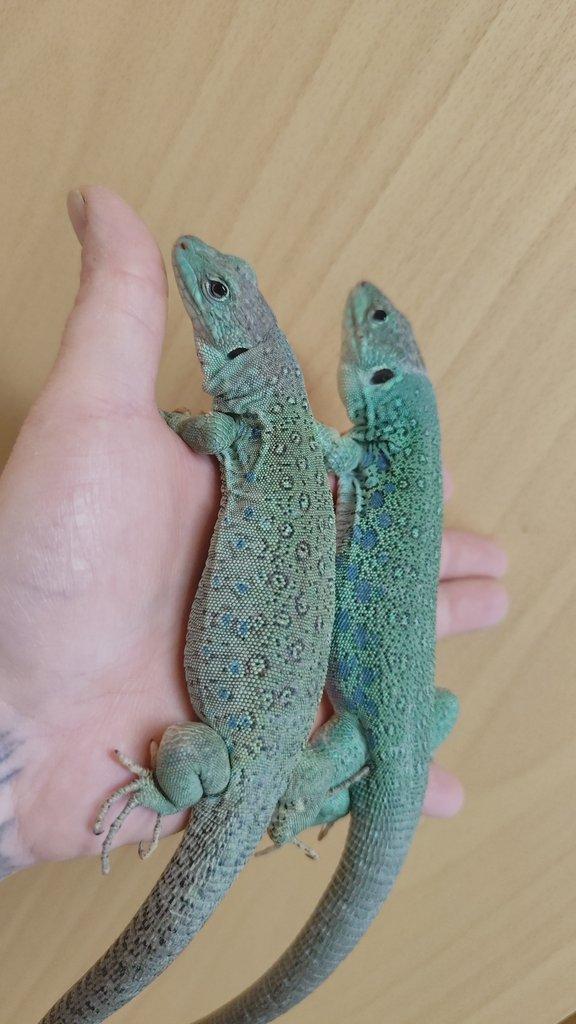 1.1 Timon lepidus Blue