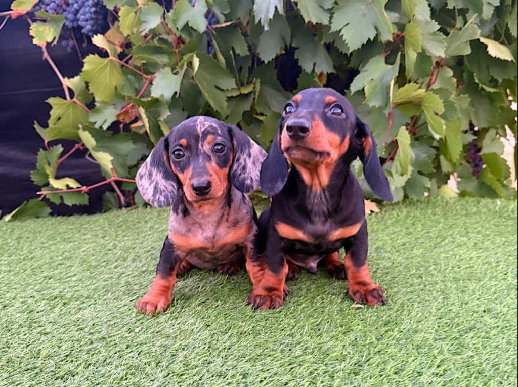 Jezevčík hladkosrstý trpasličí bez PP