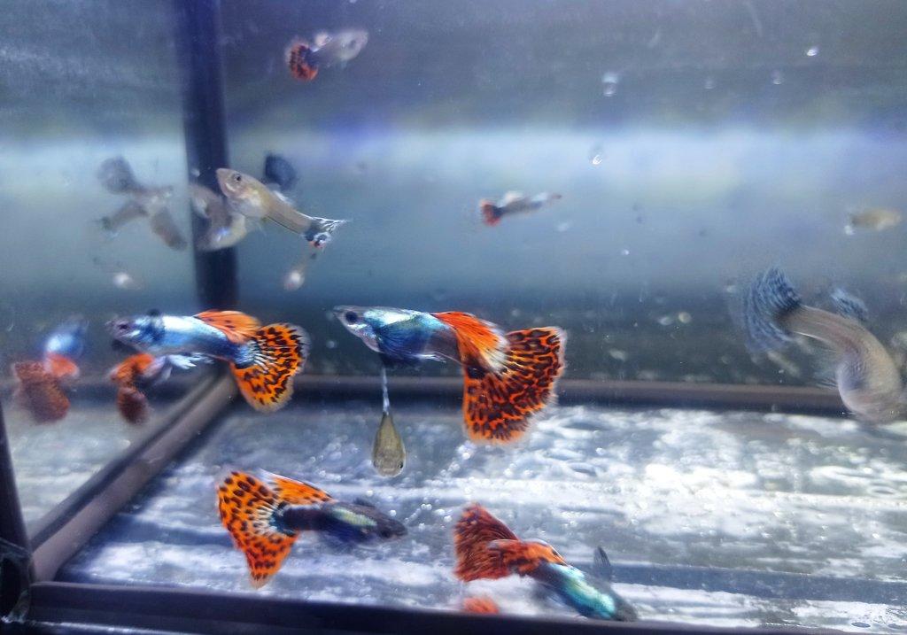 Poecilia reticulata - Red Mosaic Dumbo Ear