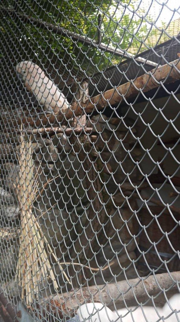 Prodám pár Kakadu molucký