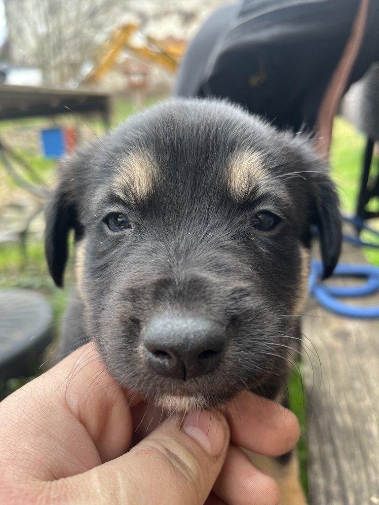 Prodám štěňátka