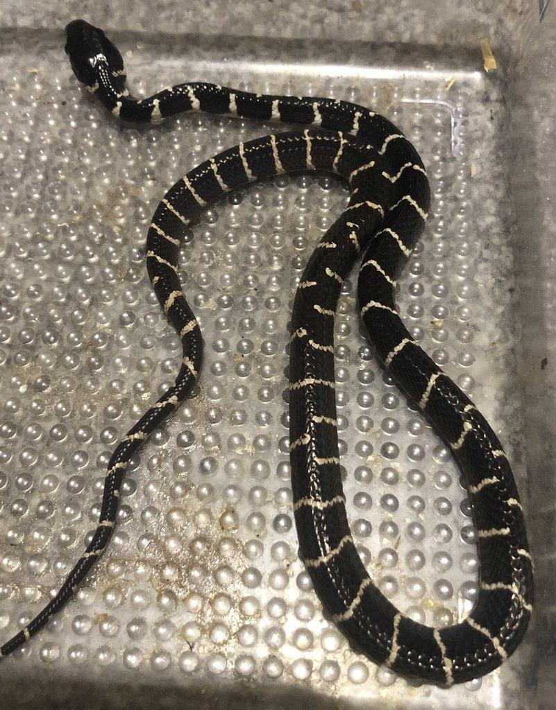 Boiga dendrophila ( bílá )