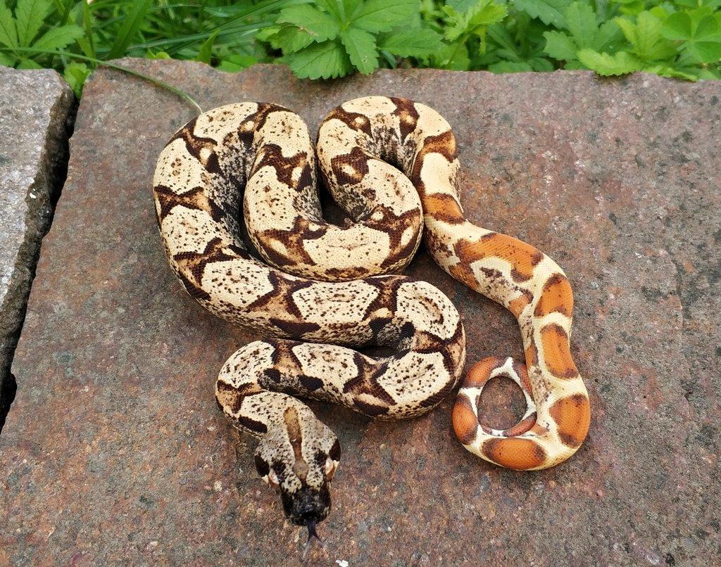 Boa imperator - Scoria Paradigm, IMG Arctic, IMG Paradigm