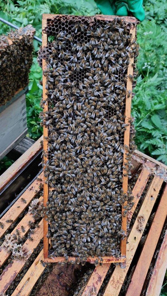 VČELÍ ODDĚLKY Langstroth 2/3