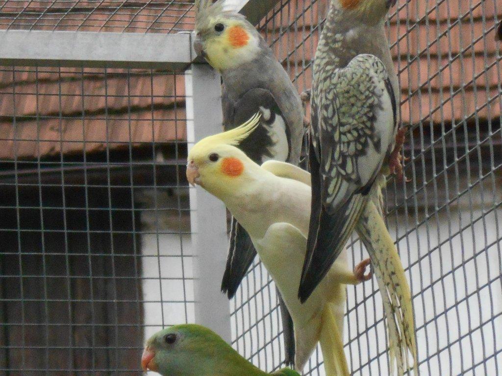 prodam lonsky odchov