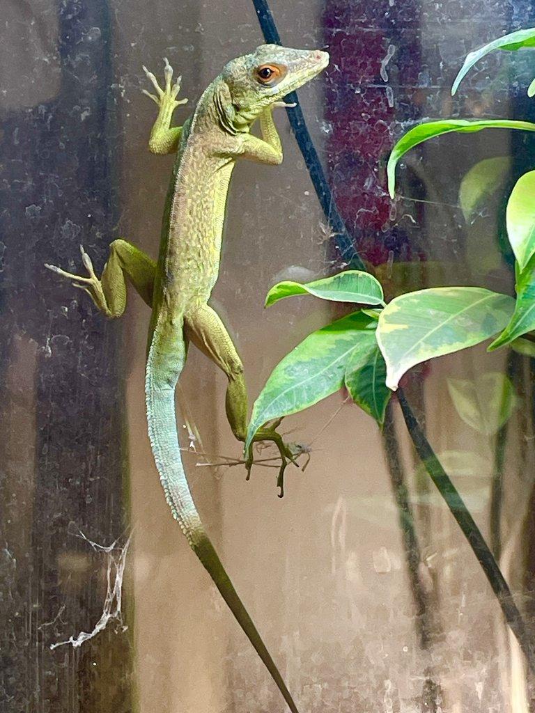 1,2 anolis desiradei