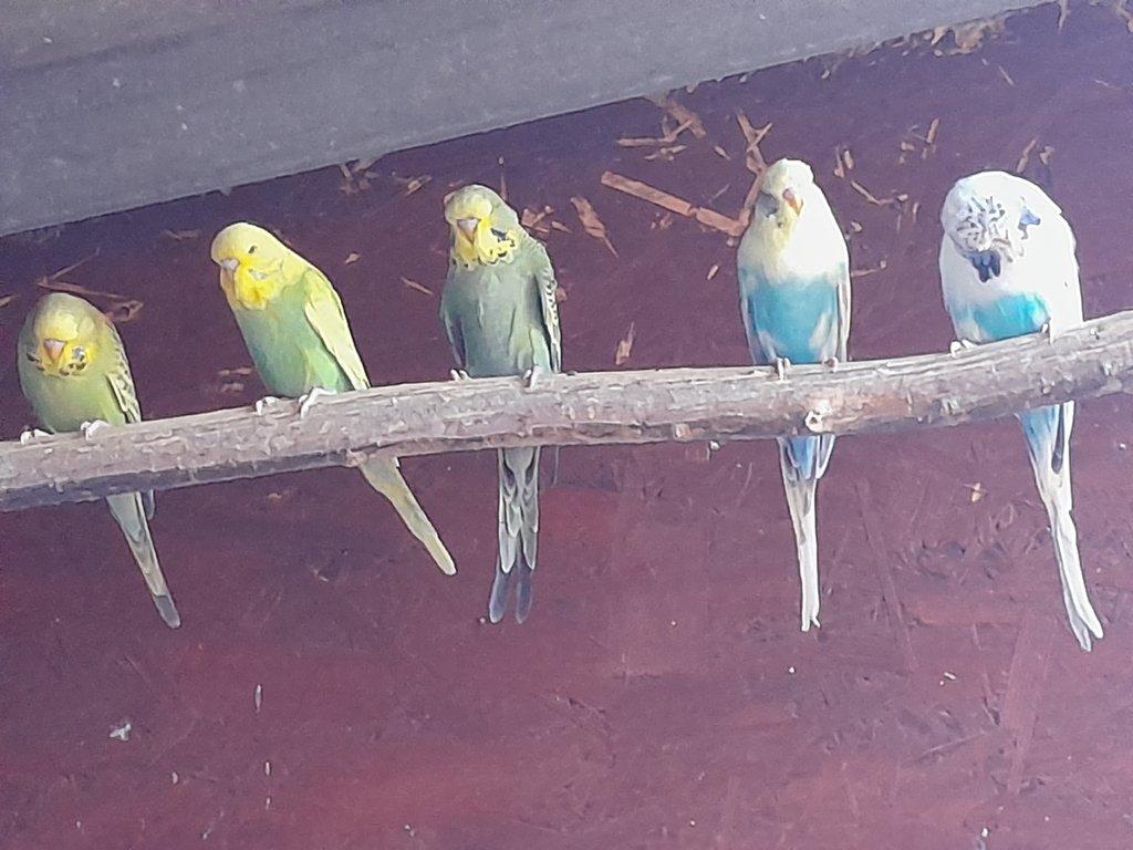 Prodám neofema bourek .