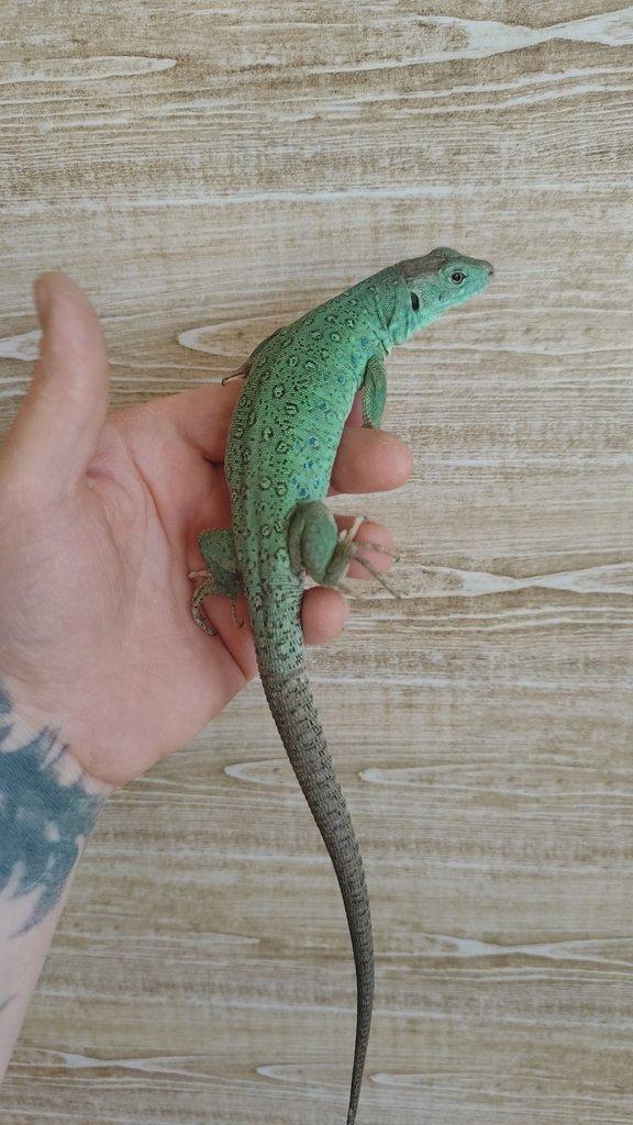 1.1 Timon lepidus Blue