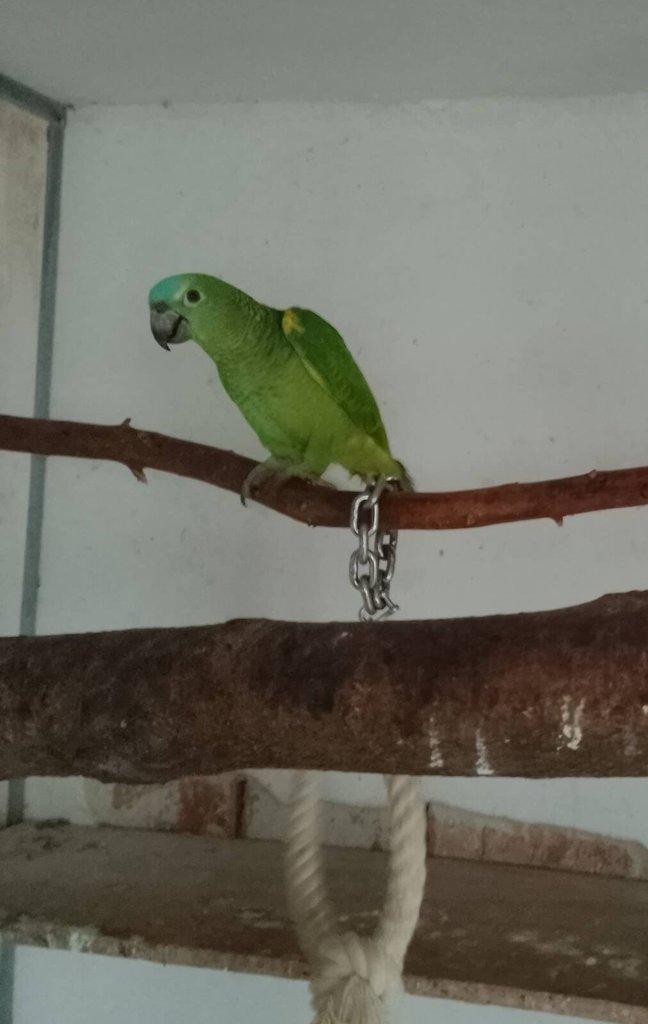 Amazoňan modročelý