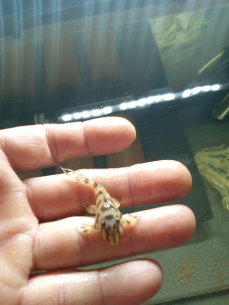 Hypancistrus L 236 super Yellow