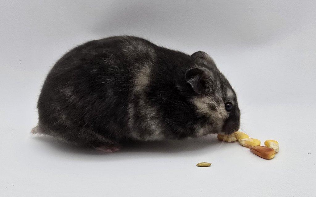 Kreček syrský s PP (chovatelská stanice)