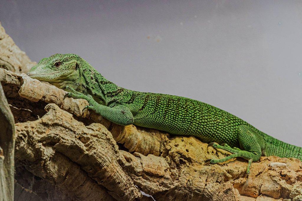 1,0 CB21 Varanus prasinus