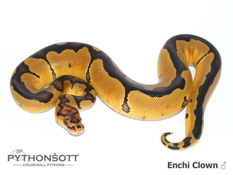 !!! UPRAVENÉ CENY !!! Krajta královská - mláďata