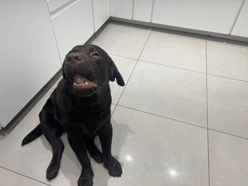 Roztomilý labradorský retrívr