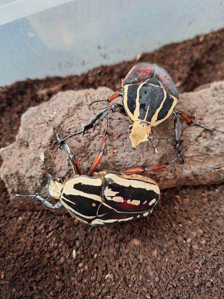 Mecynorrhina ugandensis