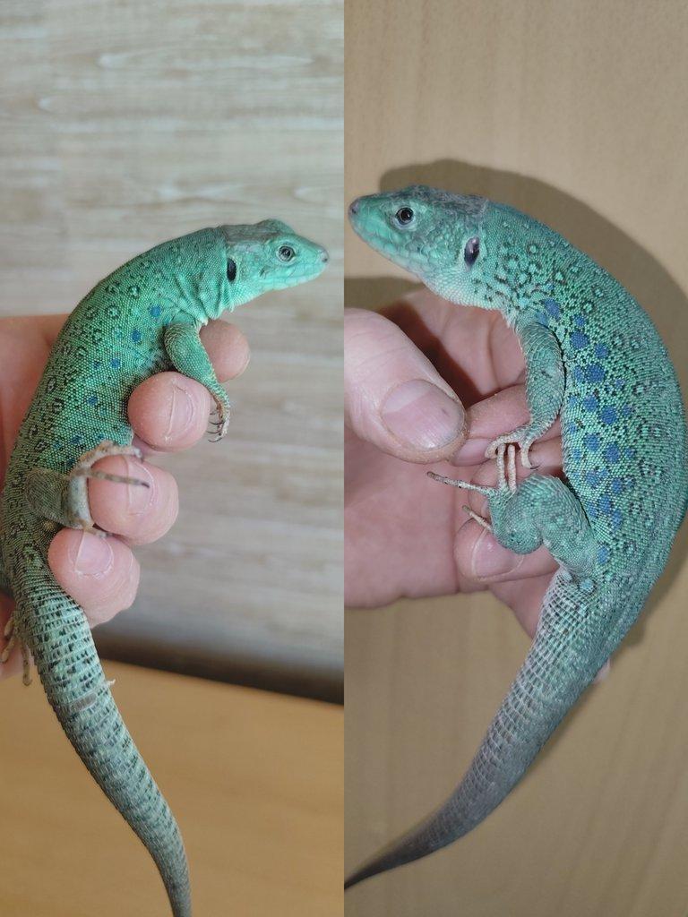 1.1 Timon lepidus Blue