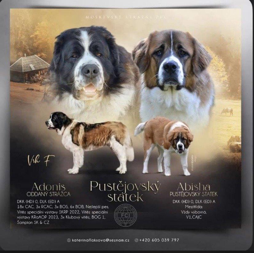 Moskevský strážní pes s PP