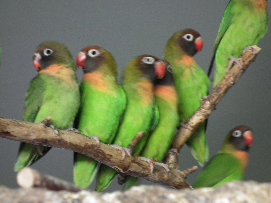 Agapornis hnědohlavý ( a. nigrigenis ), agapornis růžohlavý ( a. lilianae )