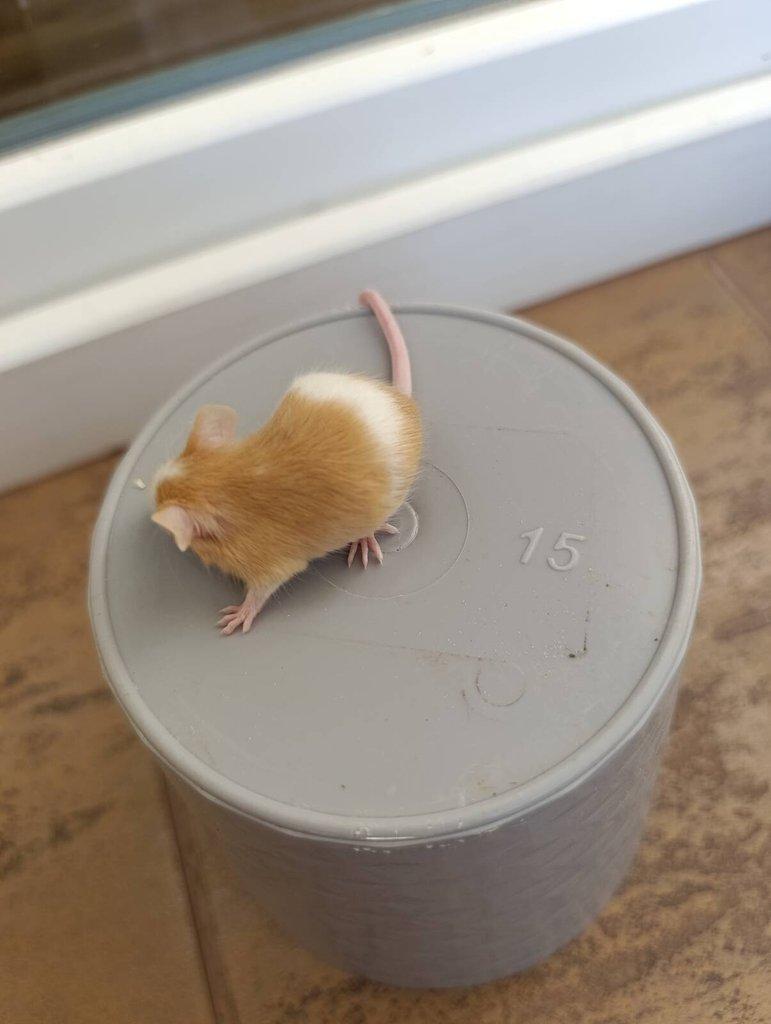 Barevné Fancy myšky