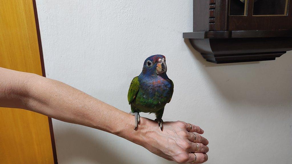 Amazonek modrohlavý