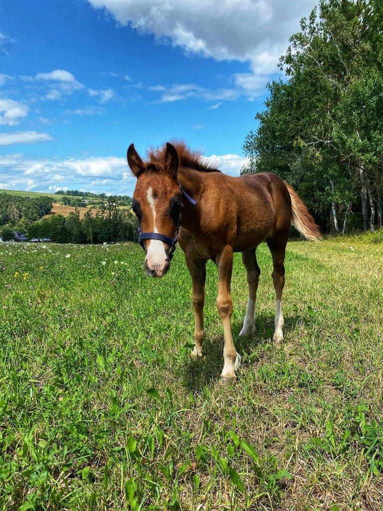 Welsh pony of cob type, sekce C