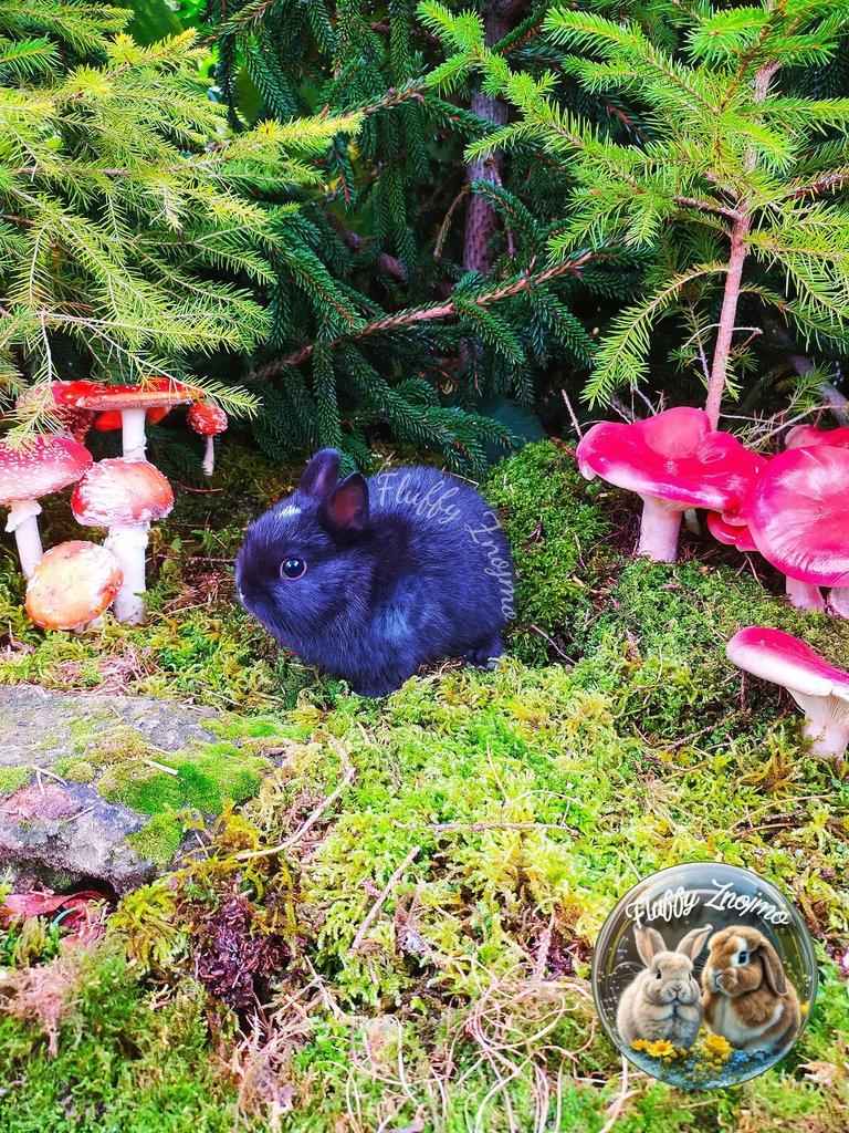 Zakrslí králíčci ze Znojma