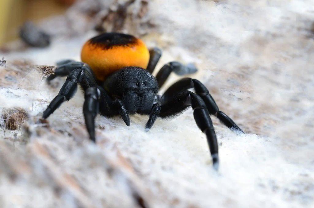 Stepníci Eresus walckenaeri