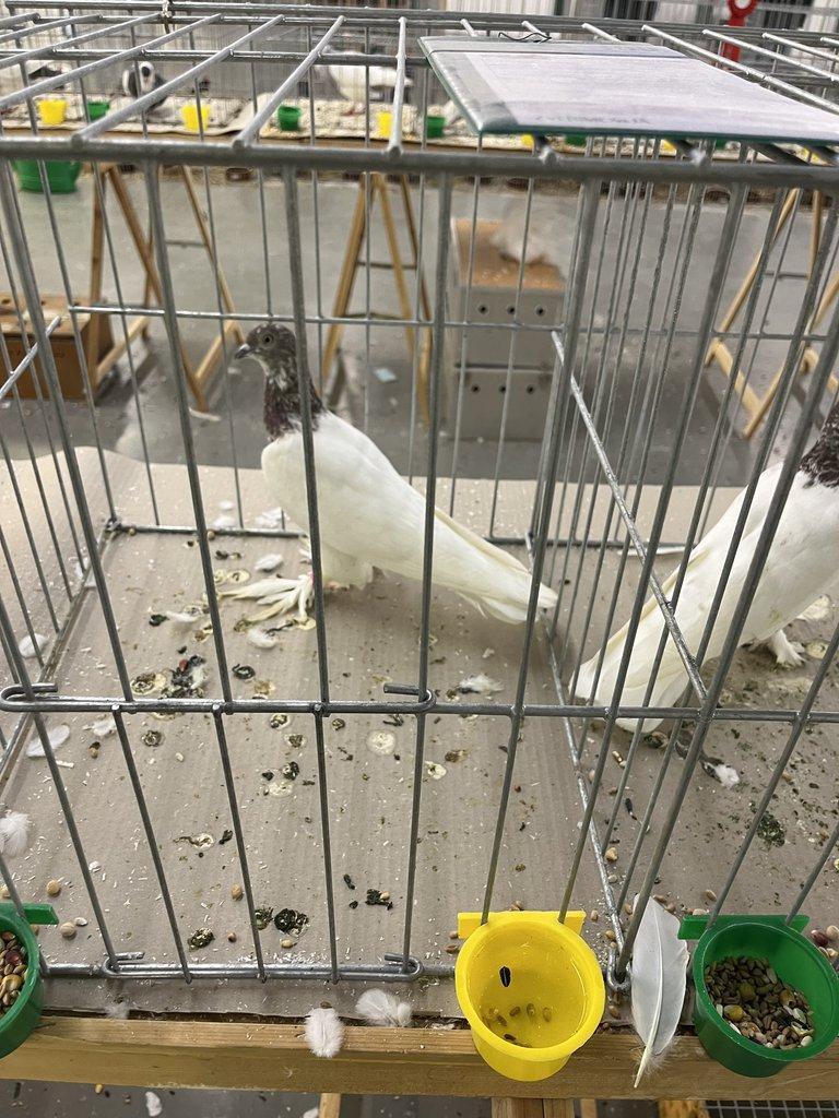 BUDAPEŠŤSKÝ VYSOKOLETEC