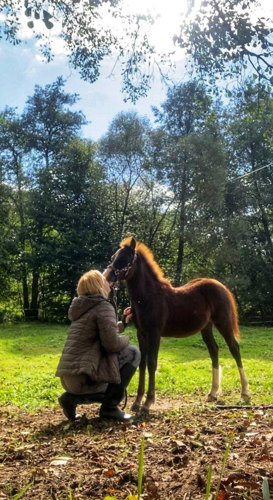 Welsh pony of cob type, sekce C