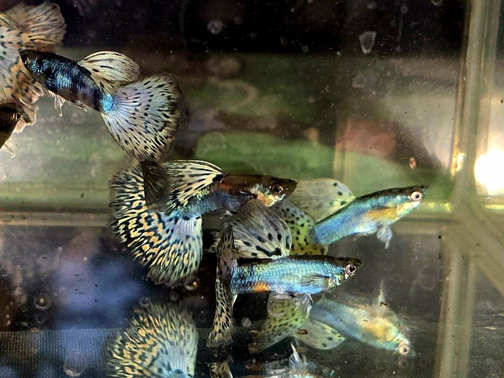 Krásná paví očka - 2 plus 1.