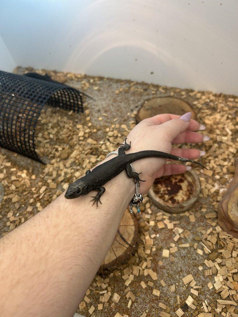 Timon lepidus melanistic 1.2