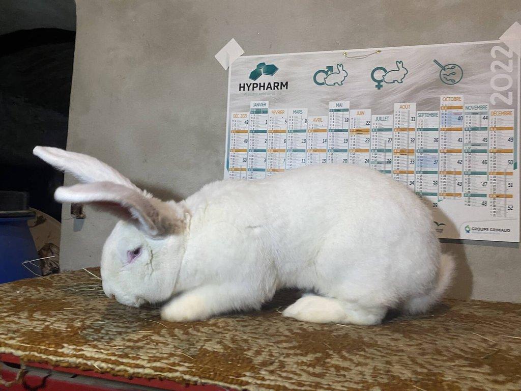 BELGICKÝ OBR ALBÍN