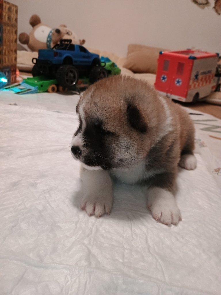 Akita inu