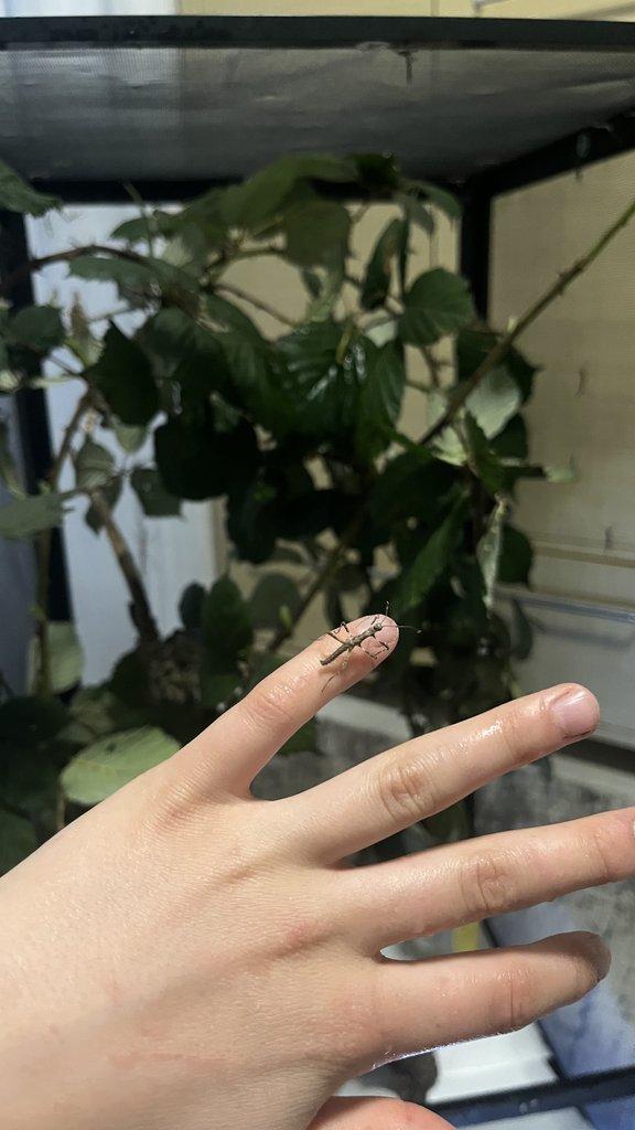 Flexárium se strašilkami