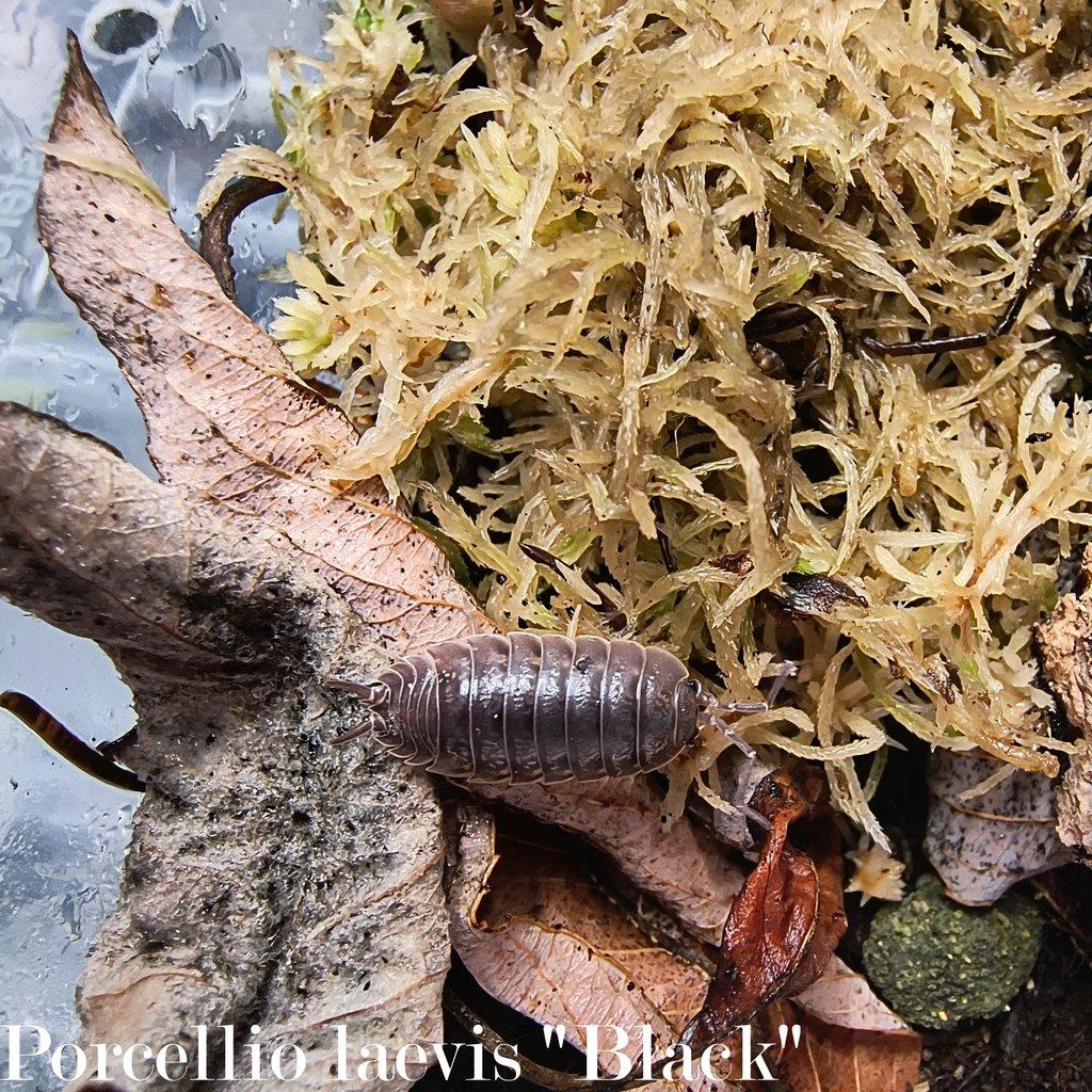 ISOPODY·STÍNKY - Aquatera Olomouc 23.11. / Akce 2+1