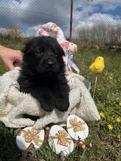 Německý ovčák- štěňata s PP