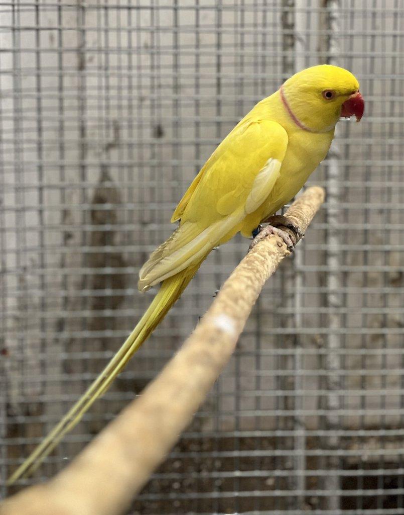 Alexandr malý - samec 2023