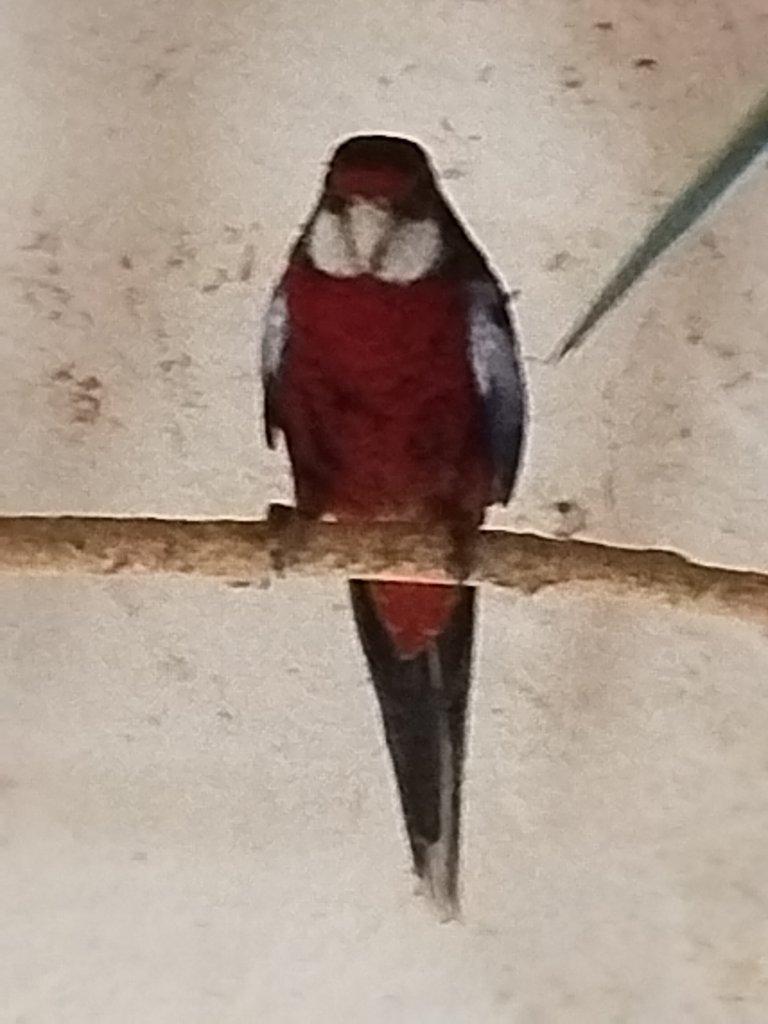 Rosela pestrá, Alexandr malý