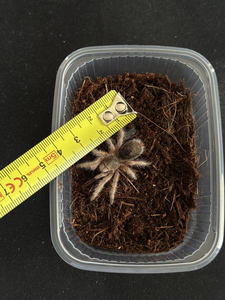 Grammostola Rosea RED - SAMICE