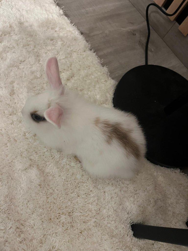 Králíček Zakrslý