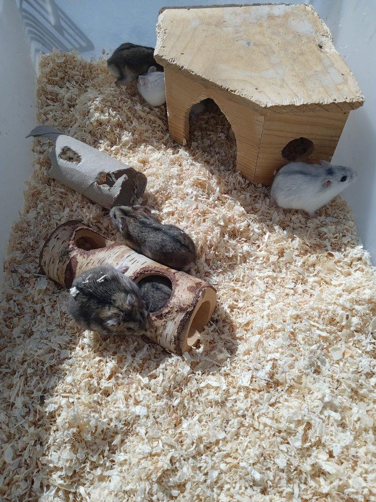 Křečík džungarský