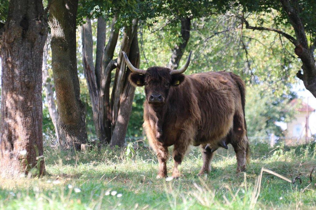 Pronájem celé samostatné stáje s výběhy