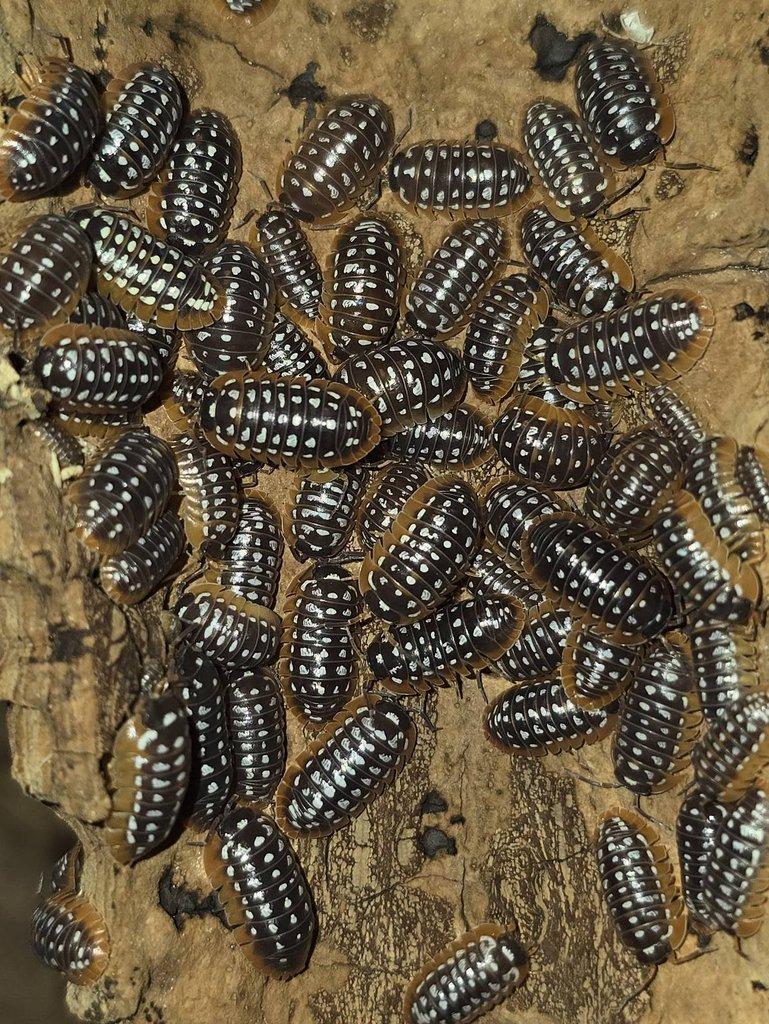 Armadillidium werneri