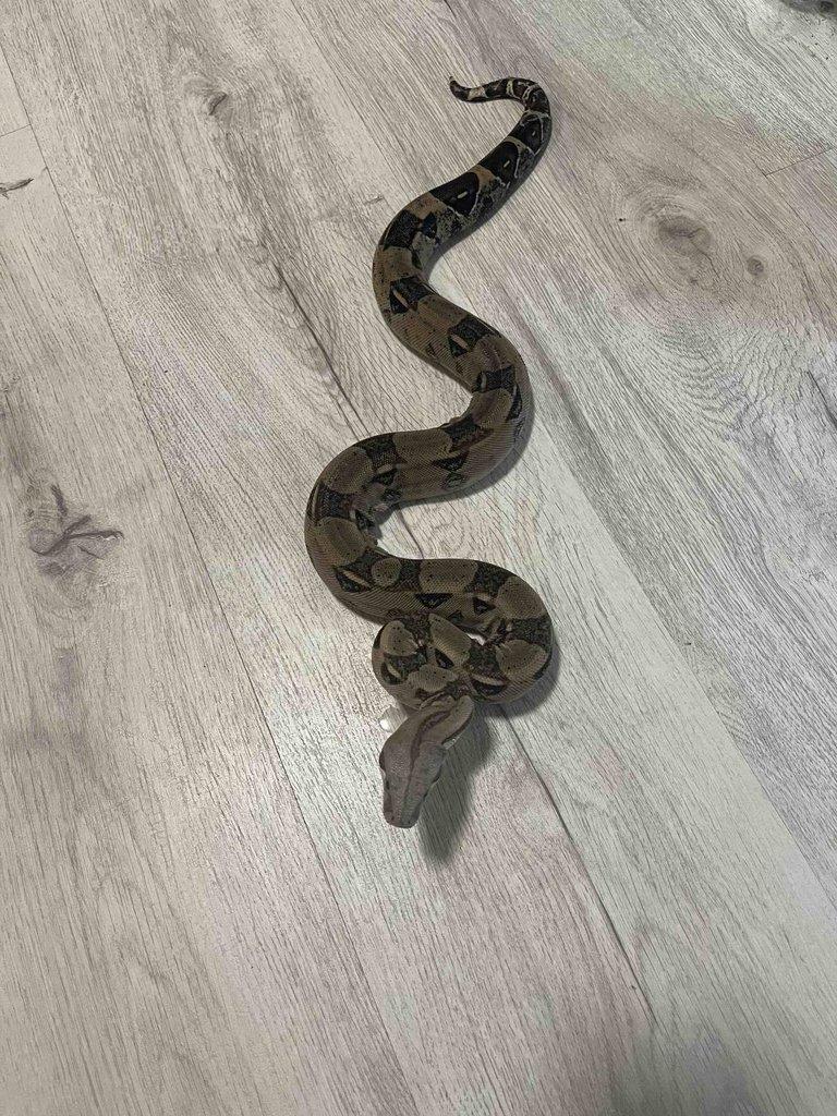 Hroznýš královský